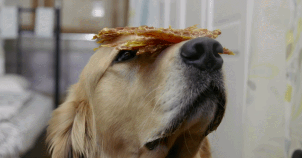 报告,这里有人撒狗粮!