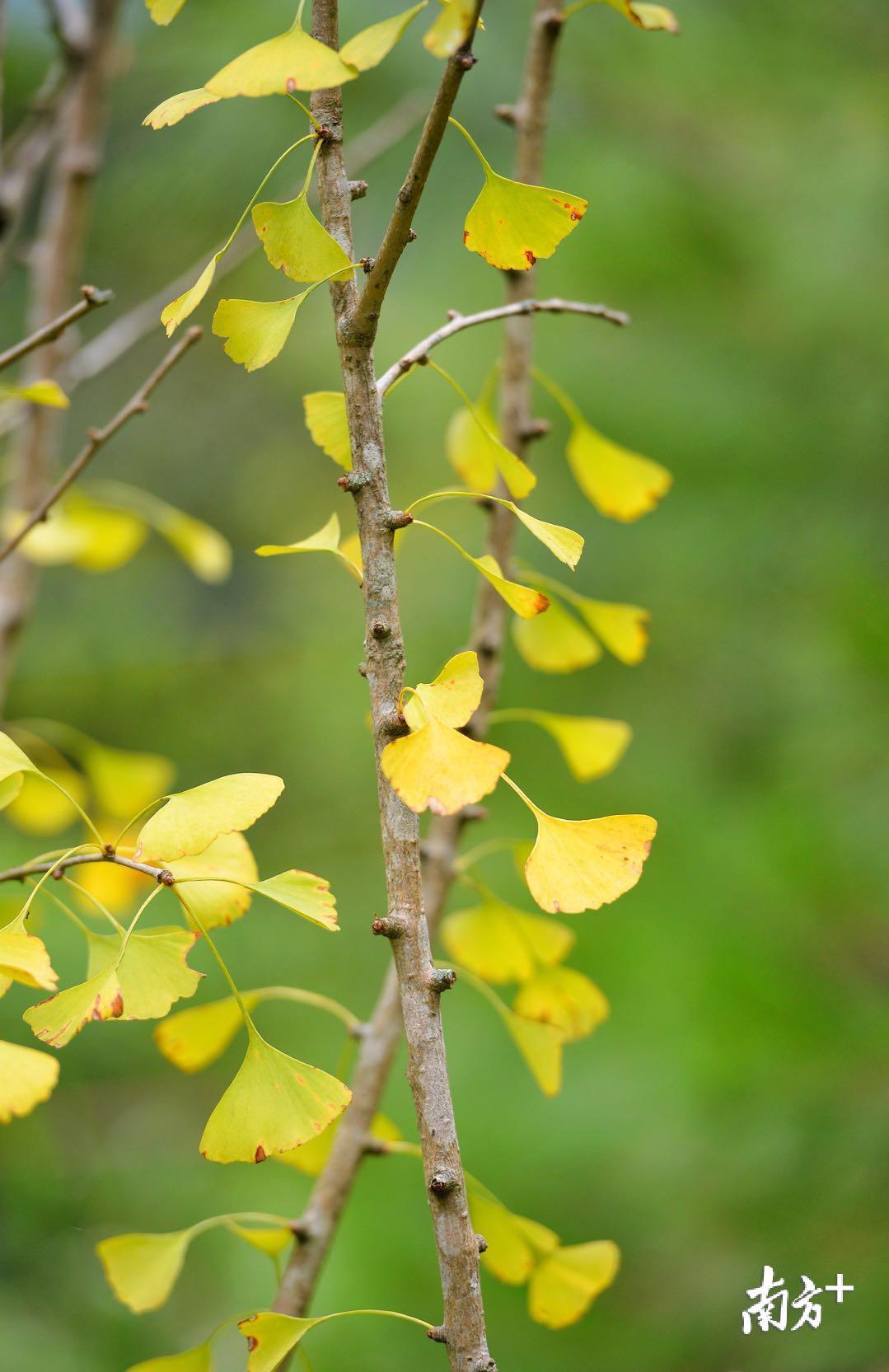 路边的银杏叶开始泛黄，给翠绿的贤令湖增添了丝丝秋色。