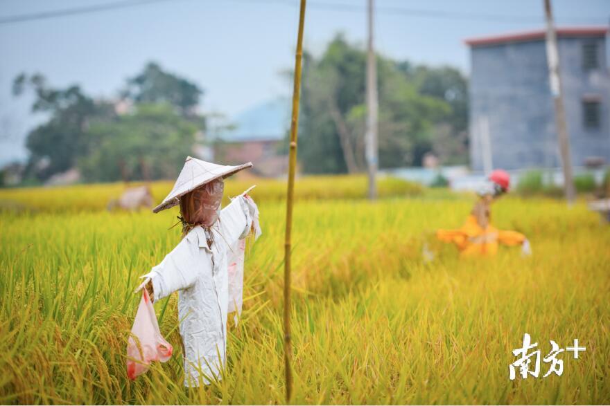 为了驱赶前来“偷吃”的鸟雀，早有一排排稻草人站立田间，守卫稻田。