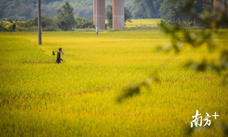 穿梭在田间的农人，时时关注水稻成熟程度，准备开镰收稻。