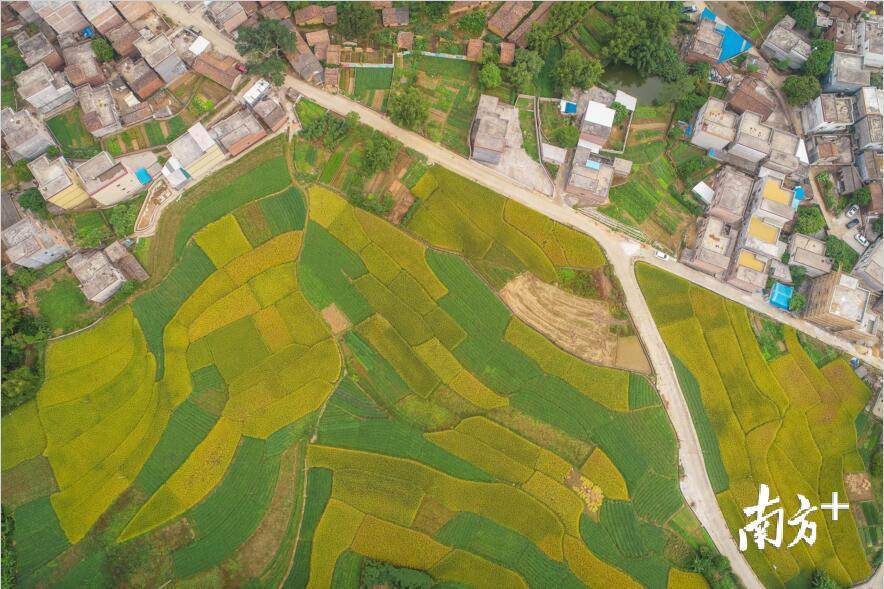 源潭镇金星村附近的水稻田与蔬菜田相伴，一黄一绿，分外鲜明。