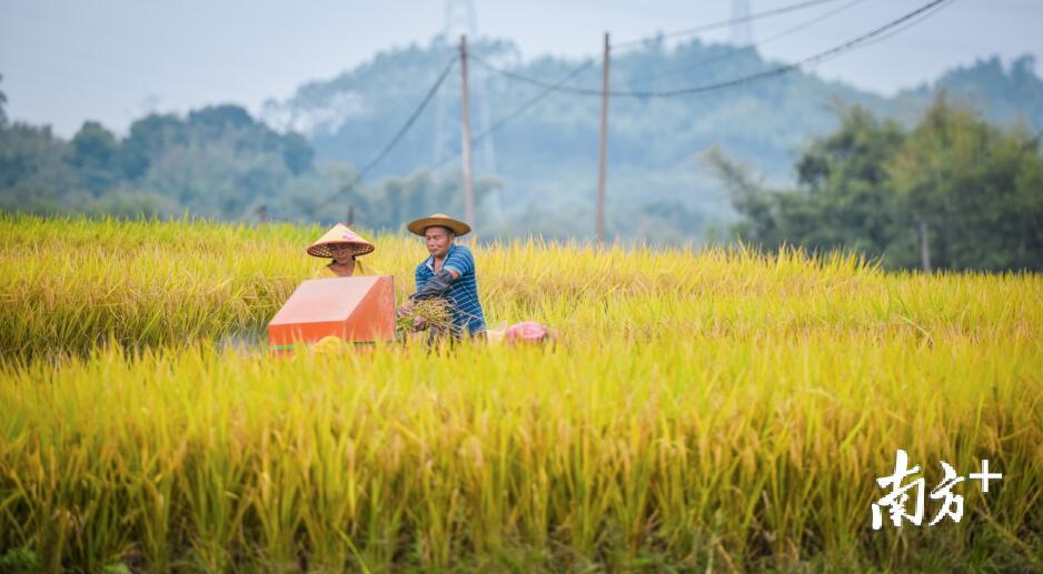  源潭镇金星村的水稻田里，农人们正忙着收割，将稻谷颗粒归仓。