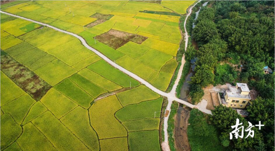 飞来峡镇社岗村附近的水稻田也逐渐泛起浓浓金黄。