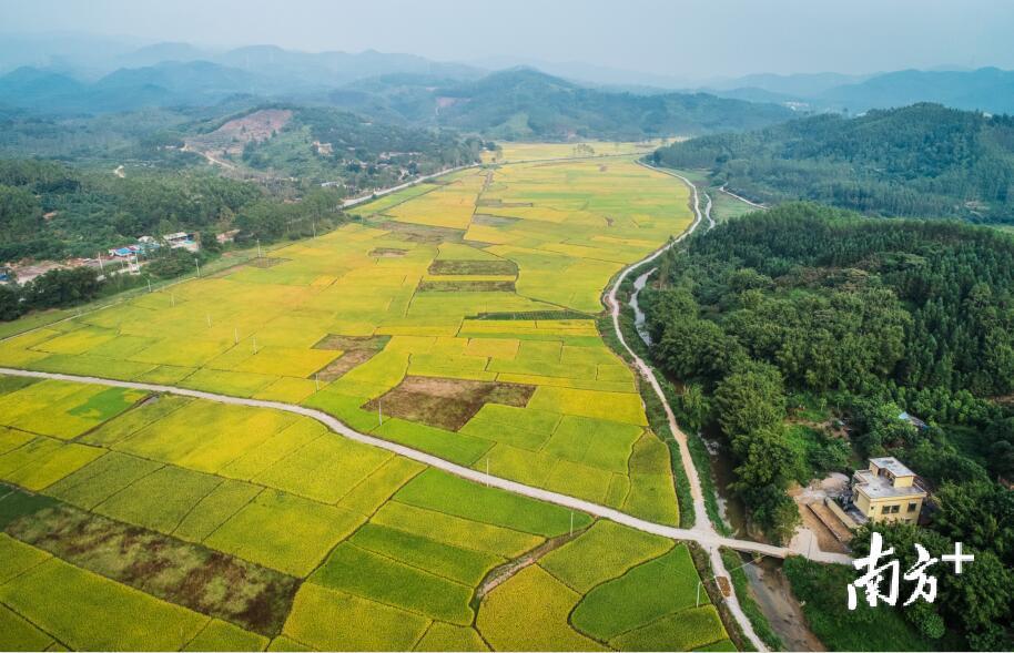随着金秋时节的到来，清远的大片稻田也日益金黄，静待丰收。