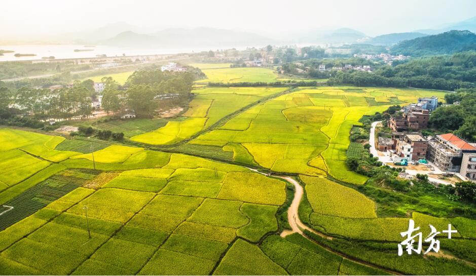 飞来峡镇大围附近，在夕阳照耀下的水稻田发出闪耀着金光。