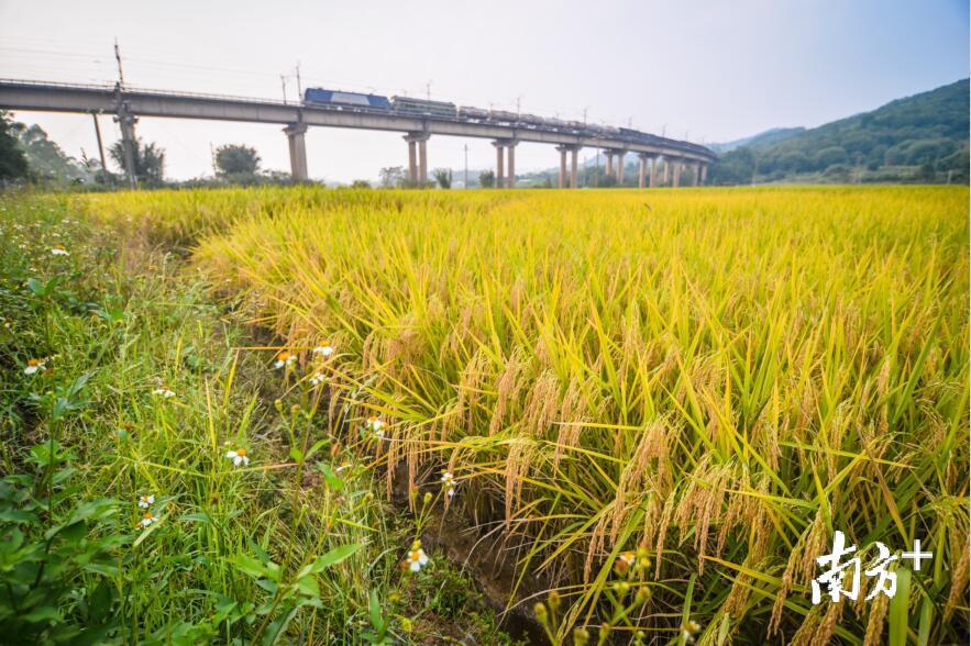 大片大片泛黄的稻田点缀在公路两旁，站在公路边，深吸一口气，满满的都是稻香。