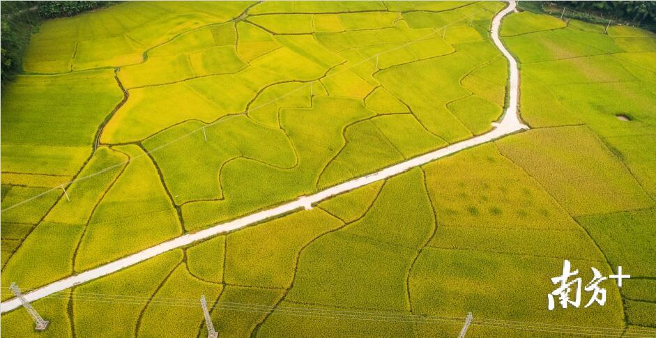 从高空俯瞰，片片稻田组合规整，白色的小路从中穿过。
