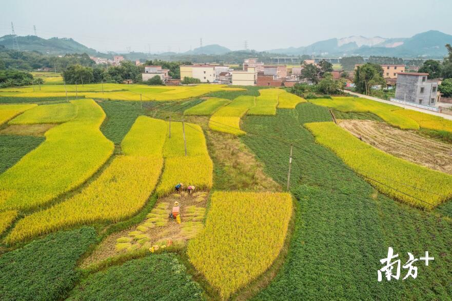 源潭镇金星村的水稻田里,农人们正忙着收割,将稻谷颗粒归仓.