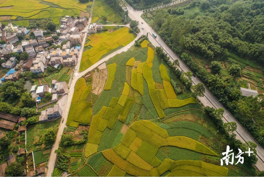 沿着银英公路一路向北，清城区源潭镇的稻田已经泛起浓浓金黄。