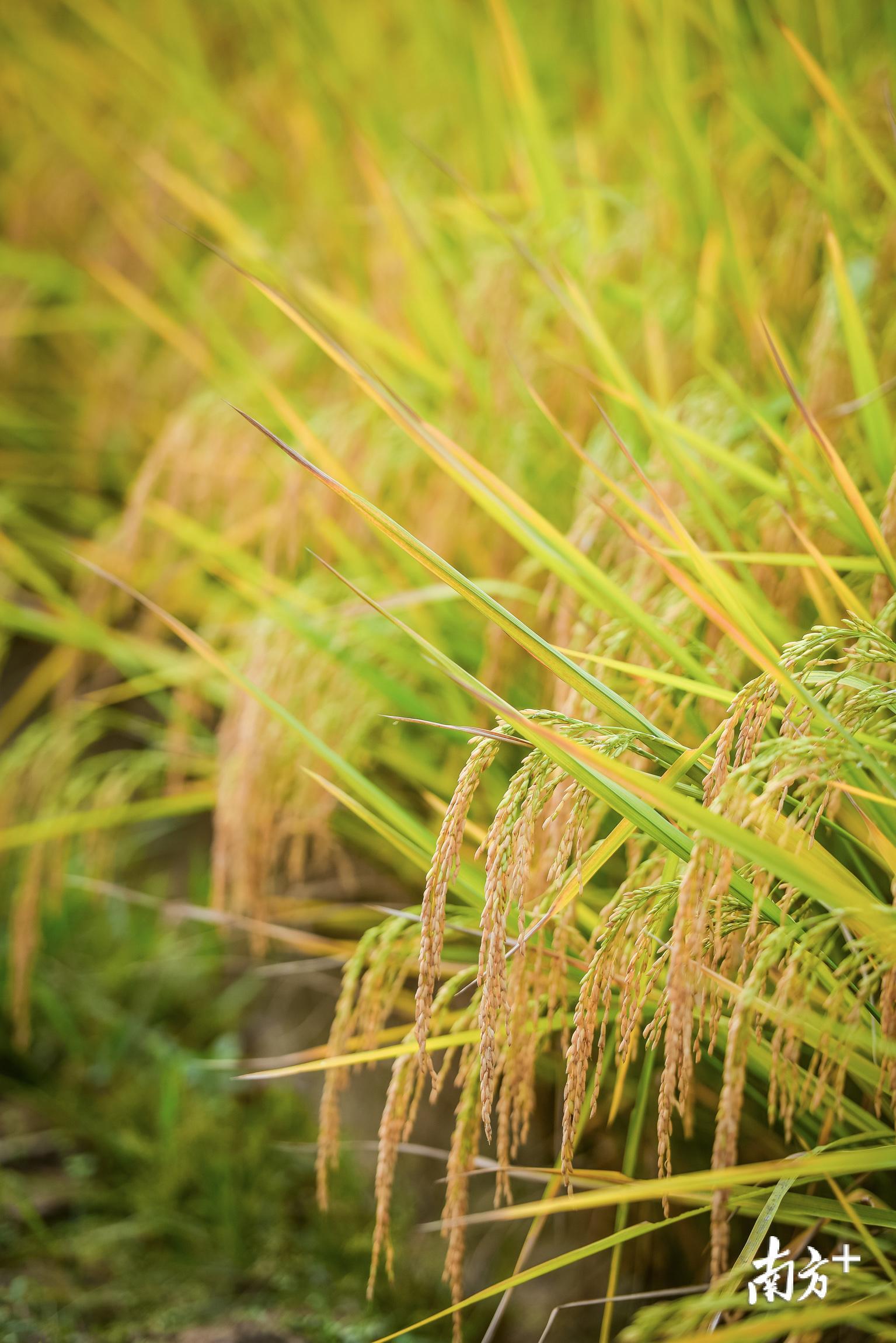 沉甸甸的稻穗已经压弯了稻株。