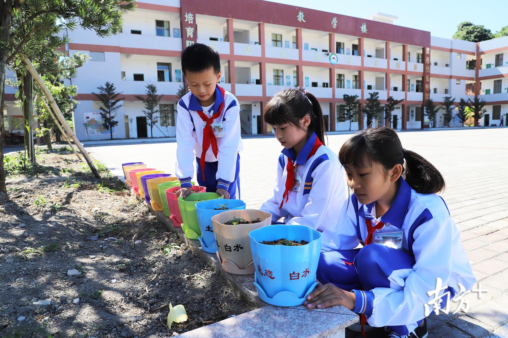 白水小学开展“美化家乡,我种一盆花”活动。 白水小学开展“美化家乡,我种一盆花”活动。