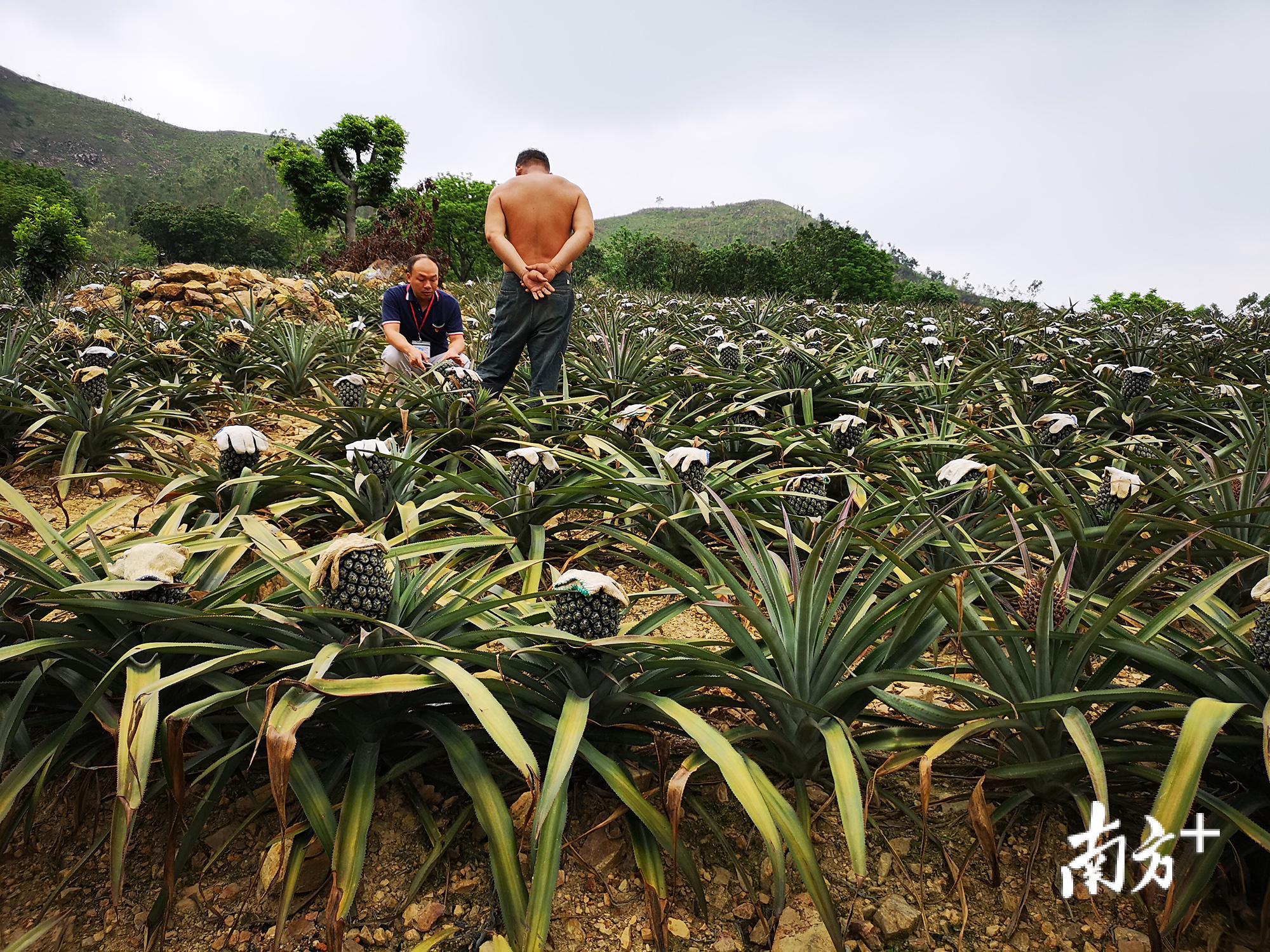 菠萝产业基地。 菠萝产业基地。