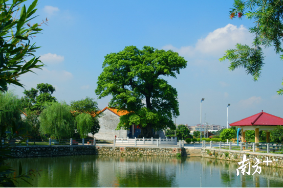 东莞树龄最长的千年秋枫树 东莞树龄最长的千年秋枫树