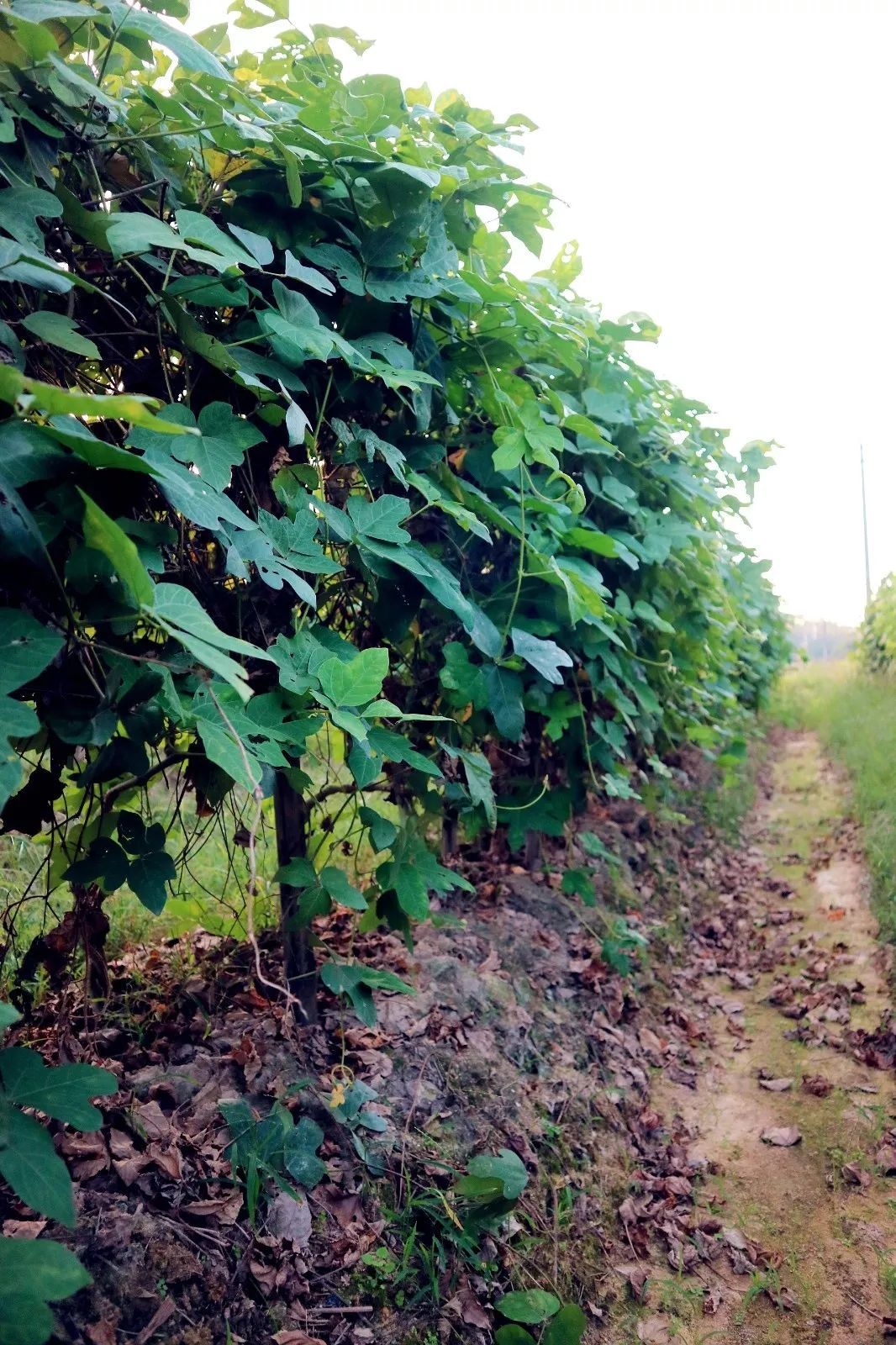 在更合,有一种丰收叫挖粉葛!