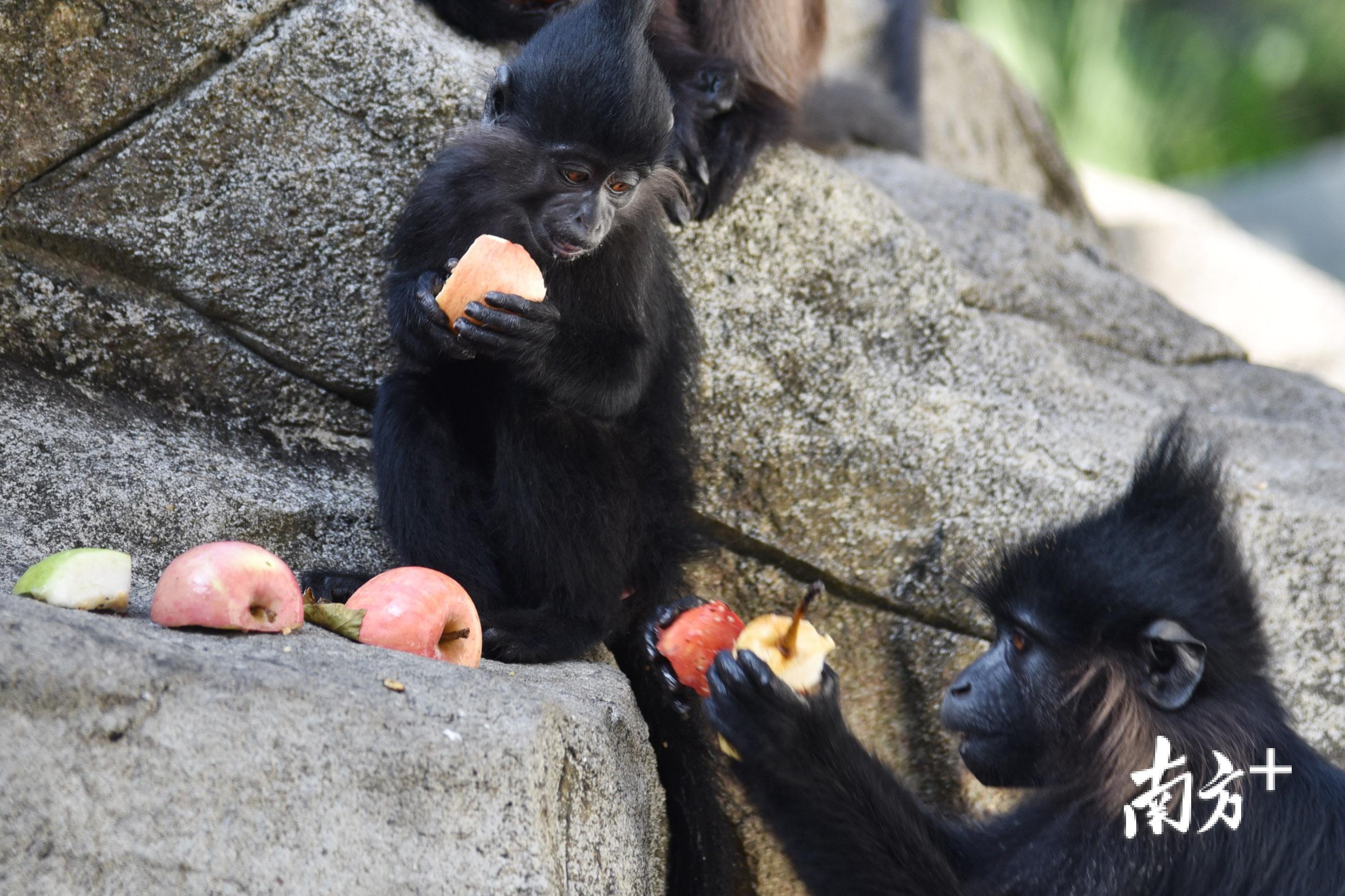 立冬动物也"进补",动物园动物食谱大调整