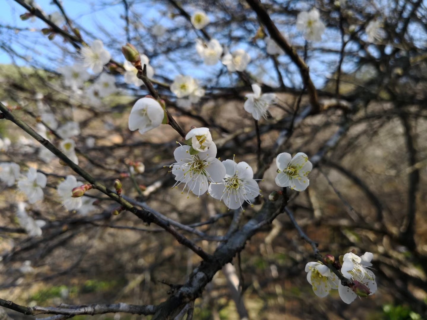 东明村梅景 东明村梅景