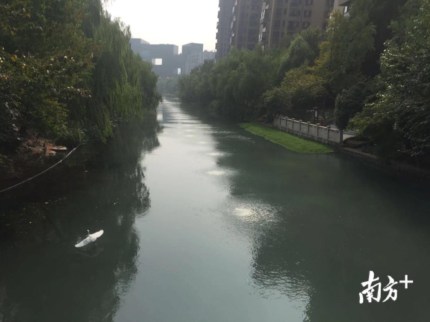 丰潭河河水清澈，引来白鹭栖息。 李晓莉 罗琼 摄