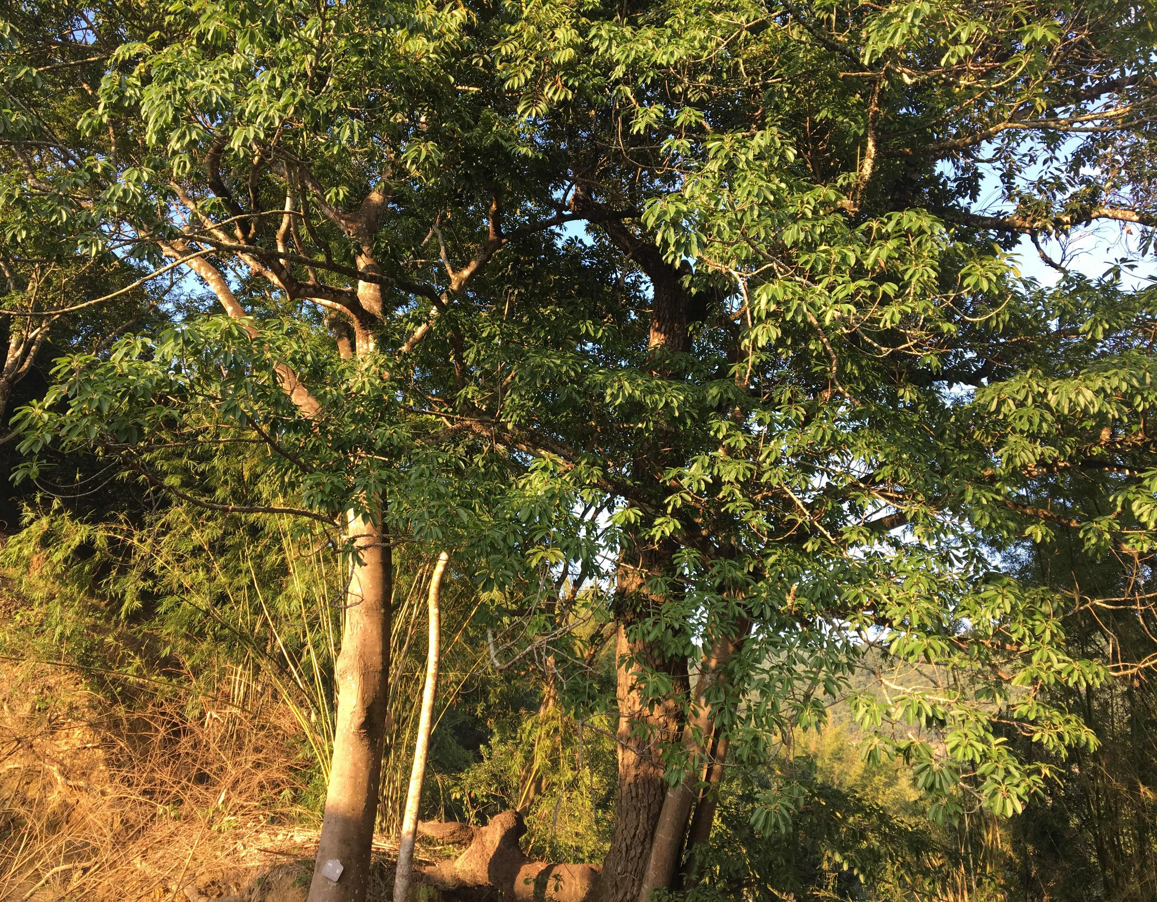 抱生古树 抱生古树