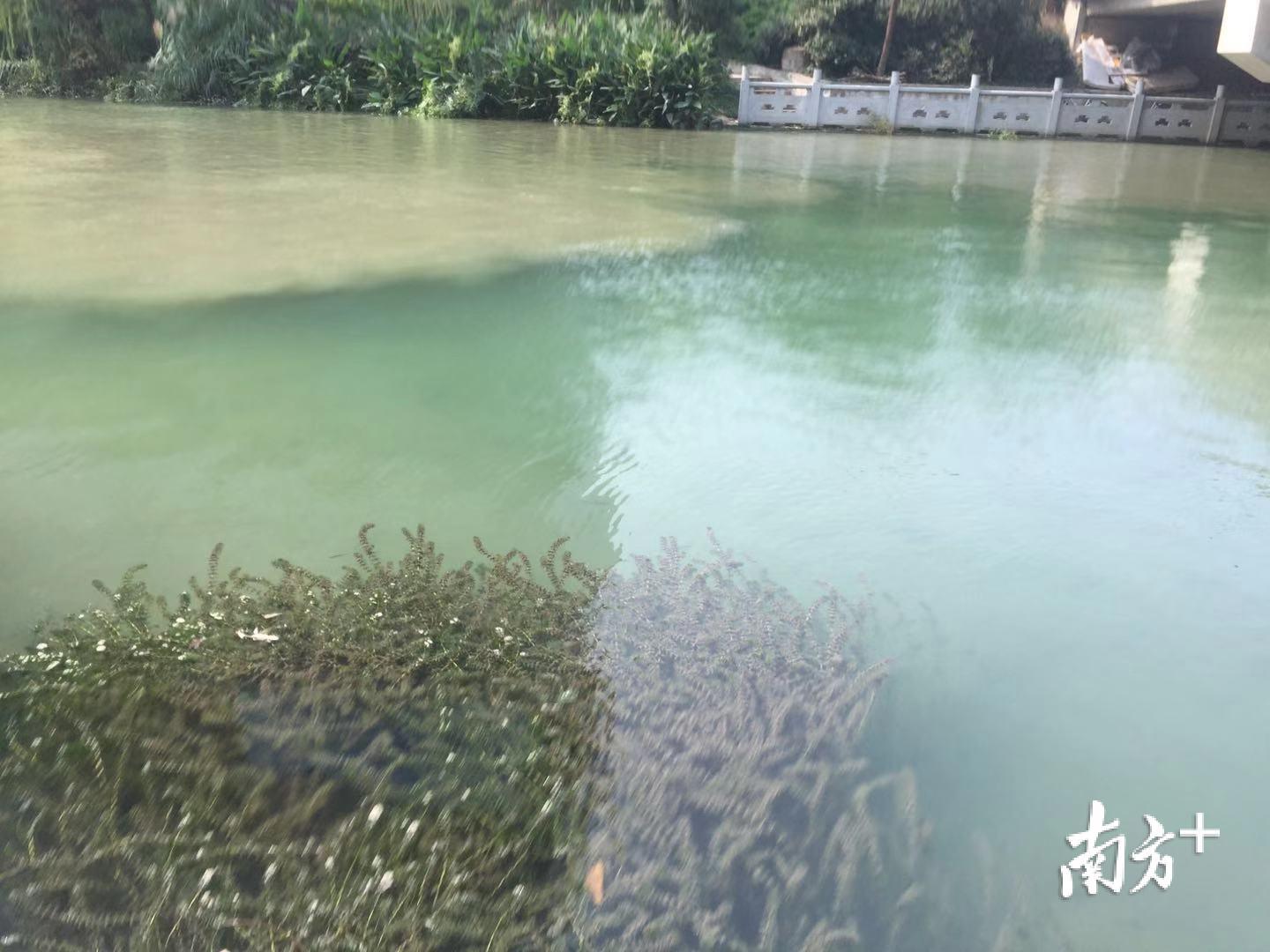 在丰潭河内，多种水生植物向水而生，以植物的丰富带来生态链的自我完善。李晓莉 罗琼 摄