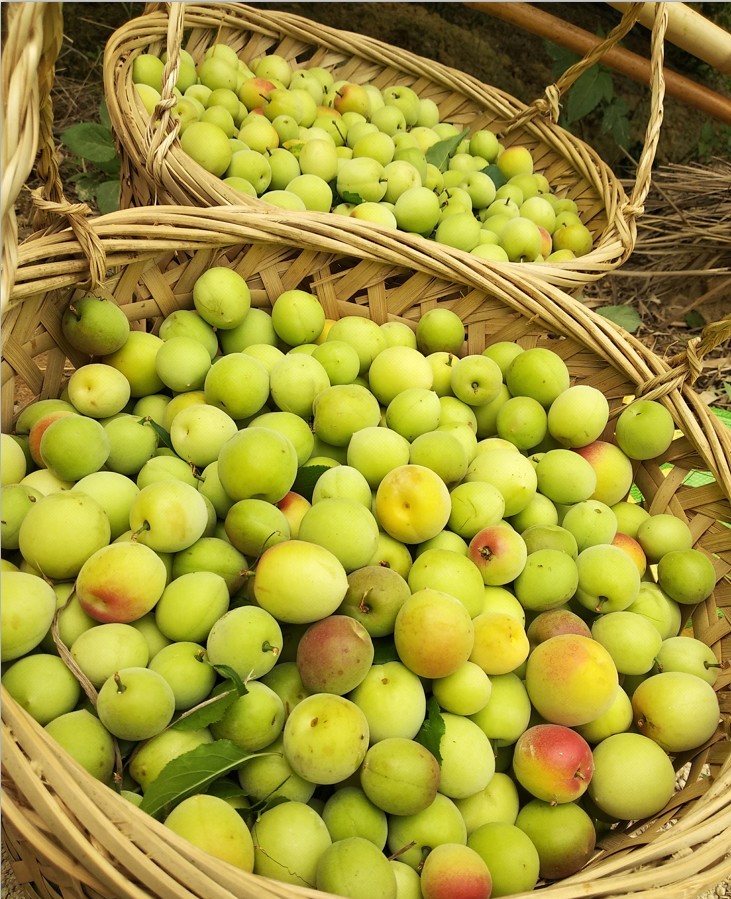 东明村青梅 东明村青梅