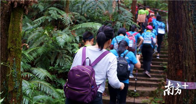 步友穿越在乔木葱郁的山林石径中。