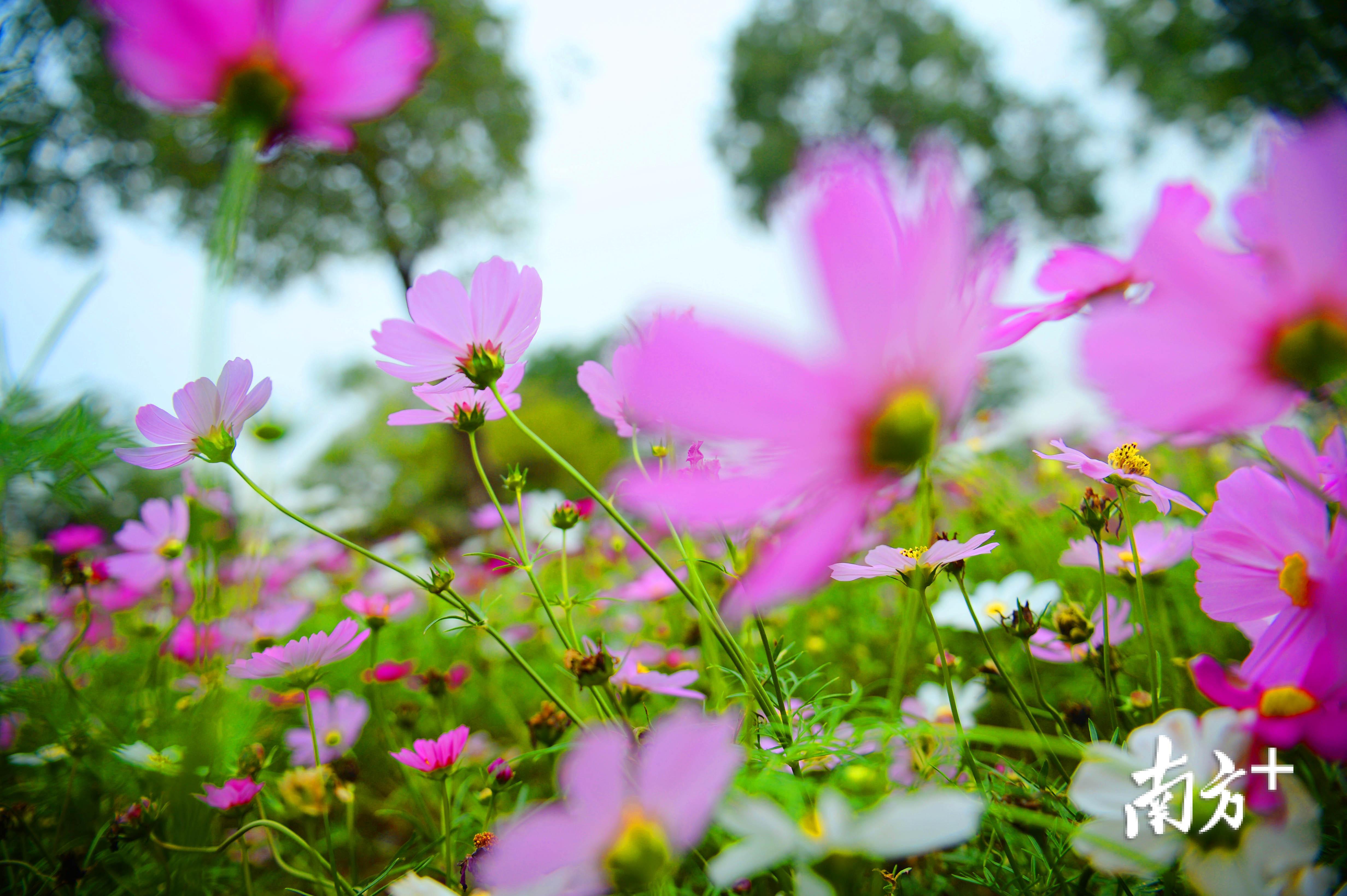 格桑花美,溫暖初冬羊城