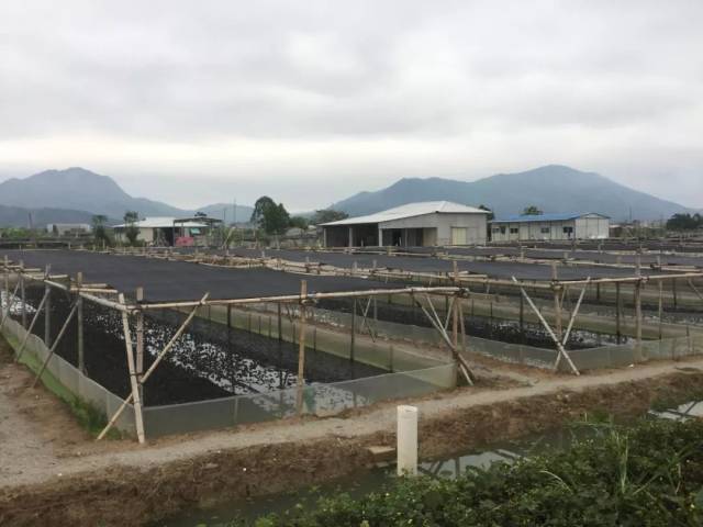 澄海区盐鸿镇·连片的牛蛙养殖场.