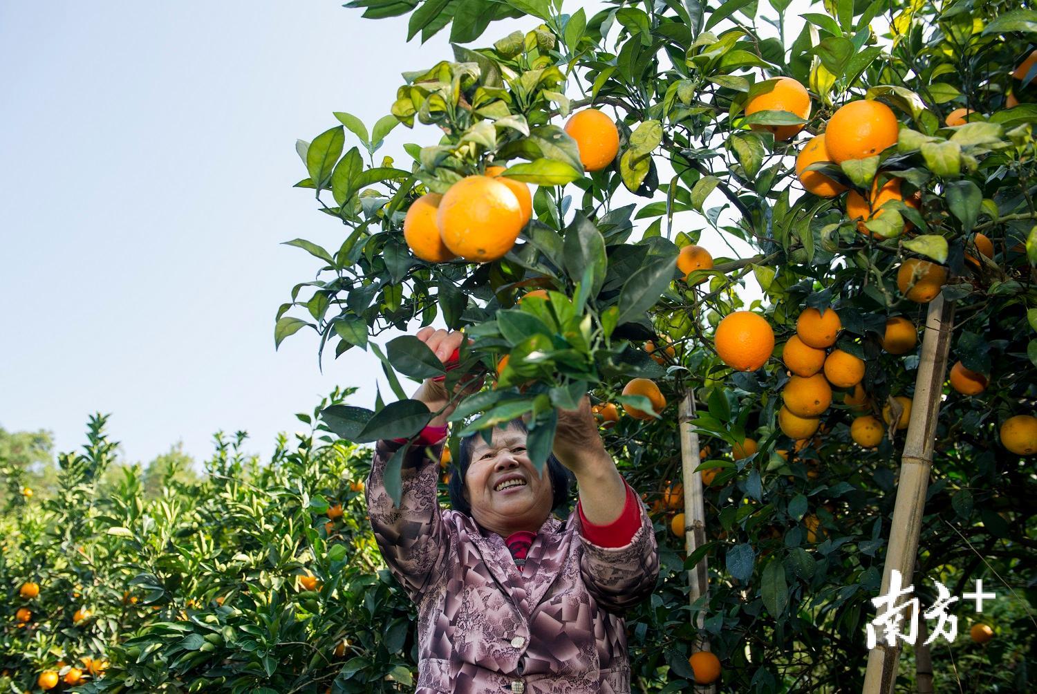 平远县果农正在自家果园采摘脐橙。