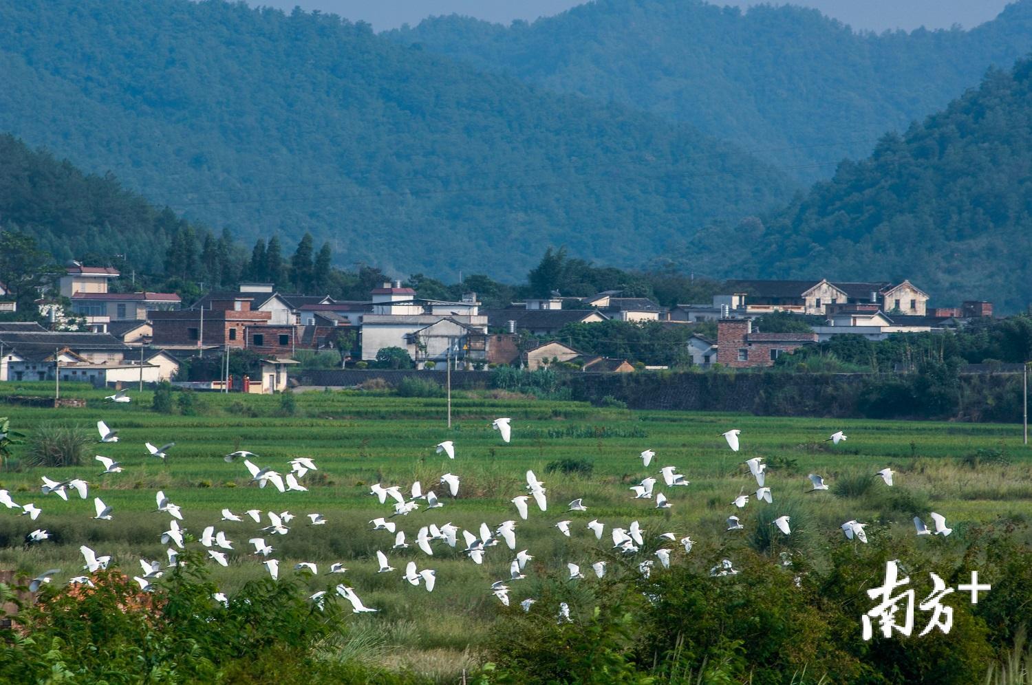 蕉岭县优美的环境吸引成群的白鹭。