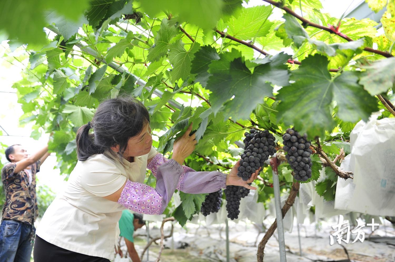 大埔县农业合作社葡萄园内，工人正在查看葡萄生长情况。