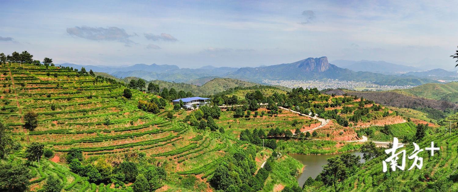 梅州茶叶种植历史悠久，是广东重要的茶叶产地，种植面积占全省四分之一。图为平远县茶山。