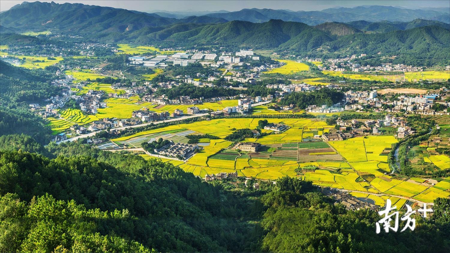 梅县区南口镇侨乡村丰收美景。