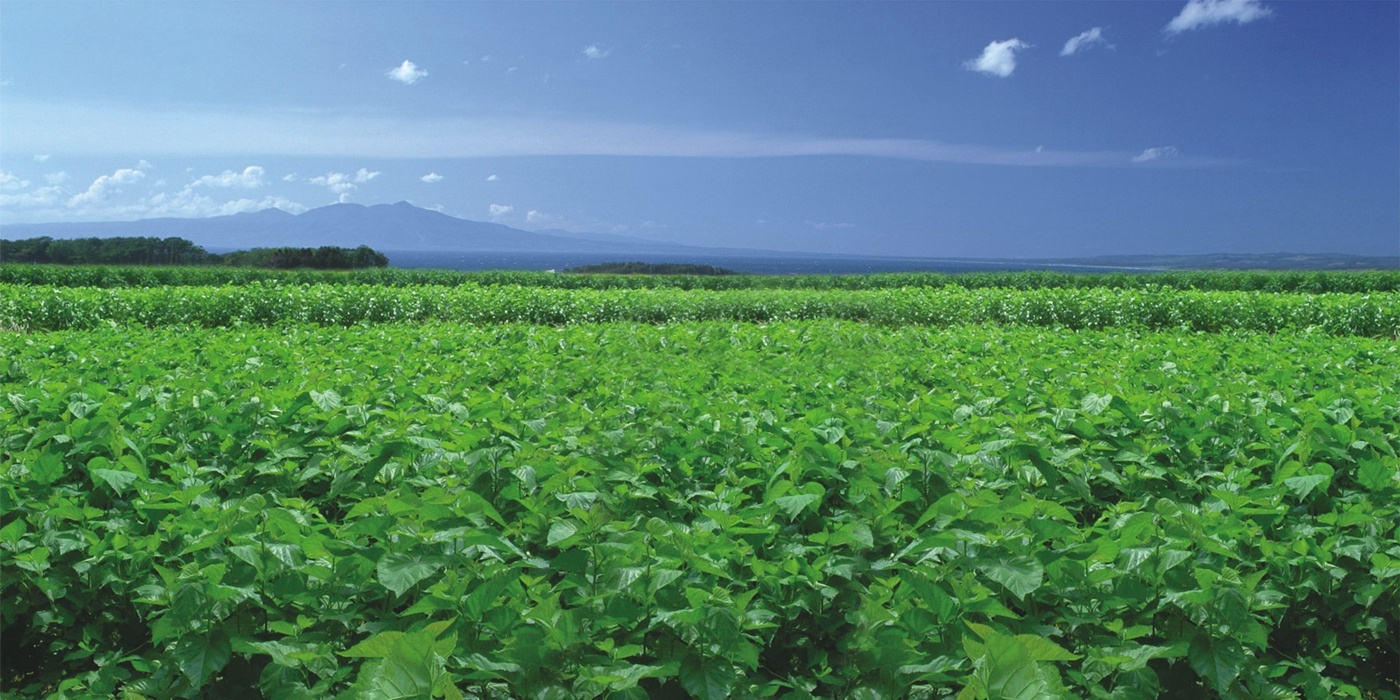 丝纺集团遂溪西湾村扶贫基地万亩桑园.