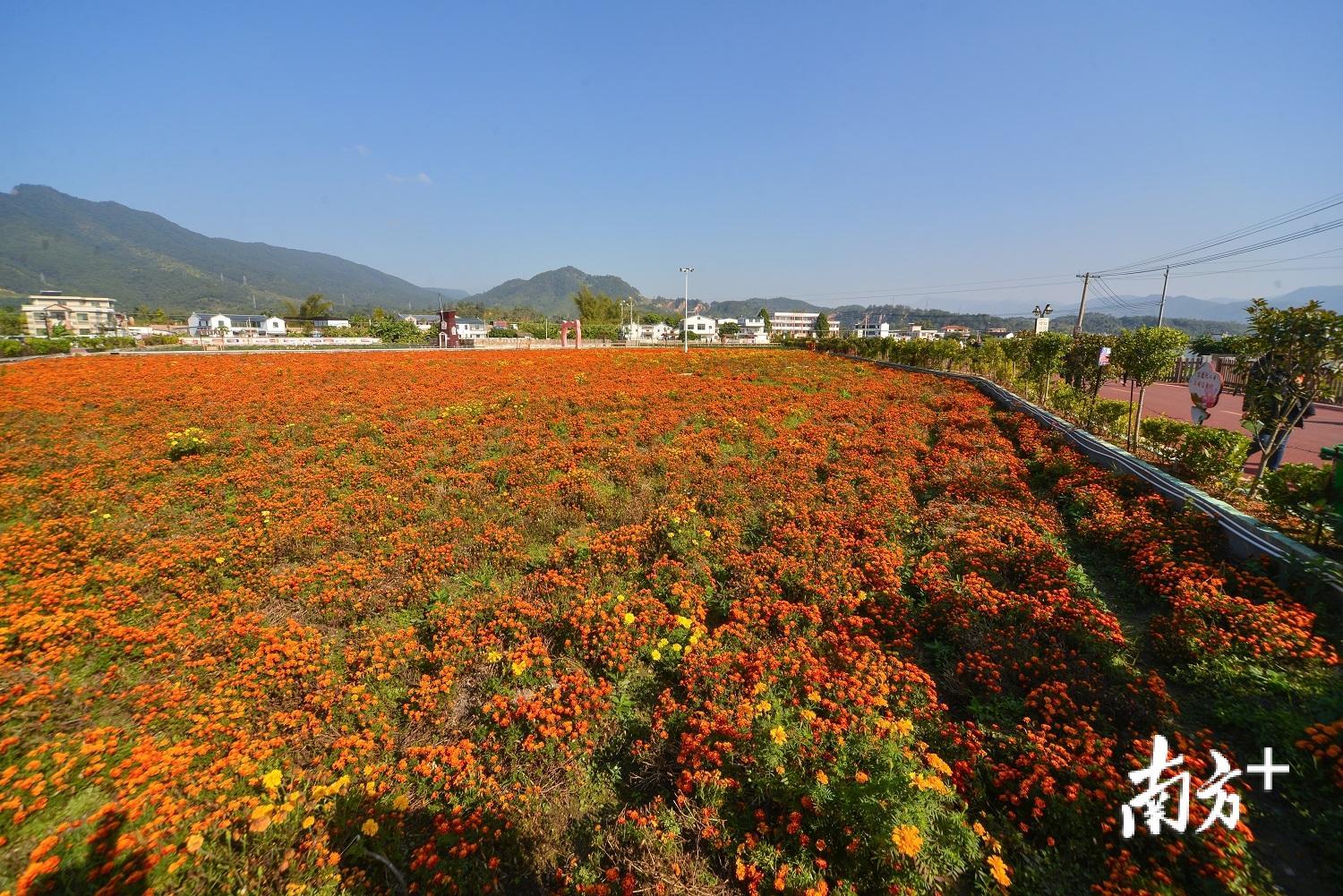 长潭镇白马村。