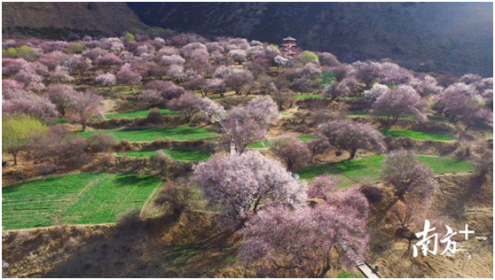 嘎拉桃花村 嘎拉桃花村