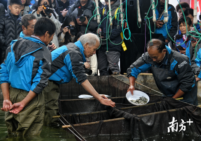 71岁的陈锦均(左二)。梁平 摄 71岁的陈锦均(左二)。梁平 摄