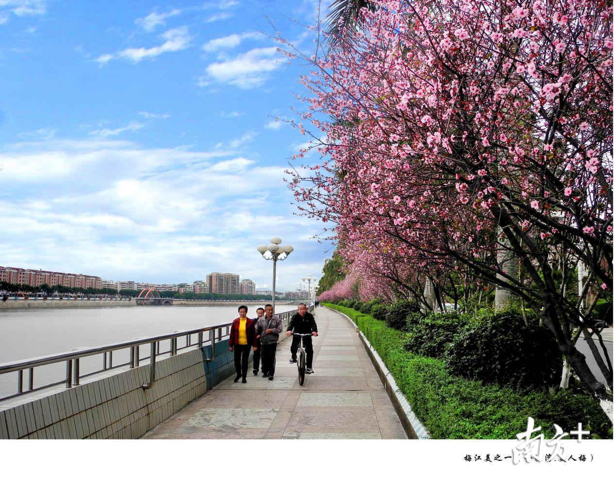 梅江梅美(皱育道 摄) 梅江梅美(皱育道 摄)