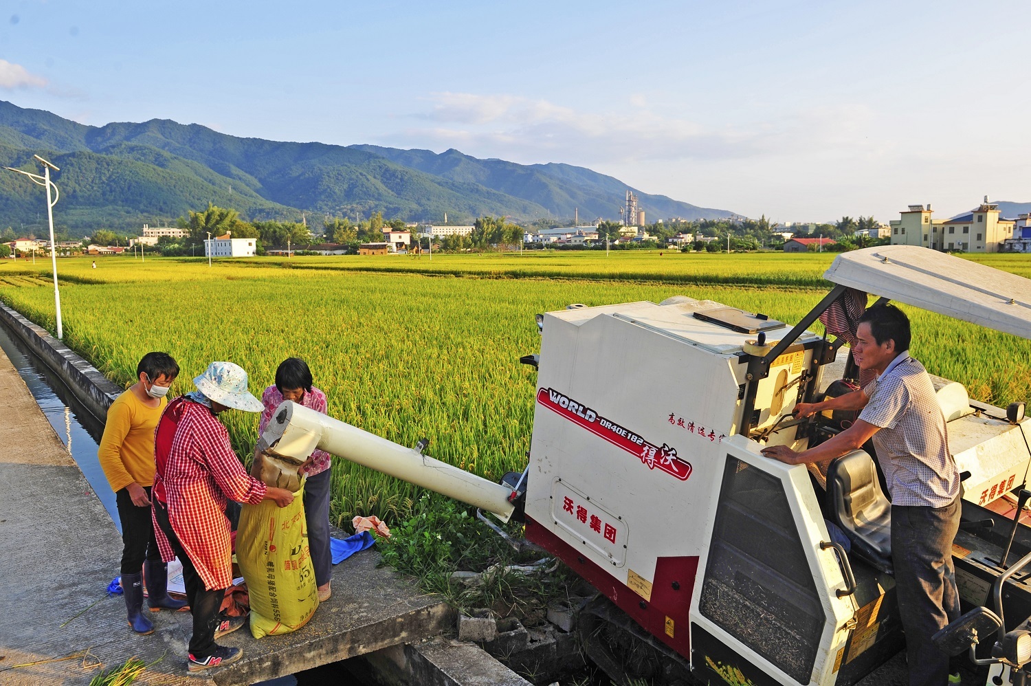 稻谷丰收,农民在自己田地收割水稻.南方日报记者 何森垚 摄