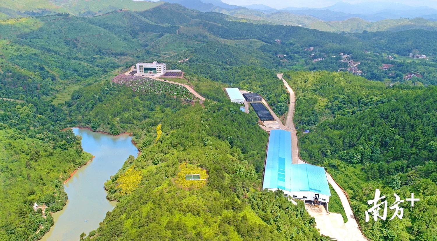 绿水青山环绕的梅片树基地。广东华清园生物科技有限公司供图 绿水青山环绕的梅片树基地。广东华清园生物科技有限公司供图