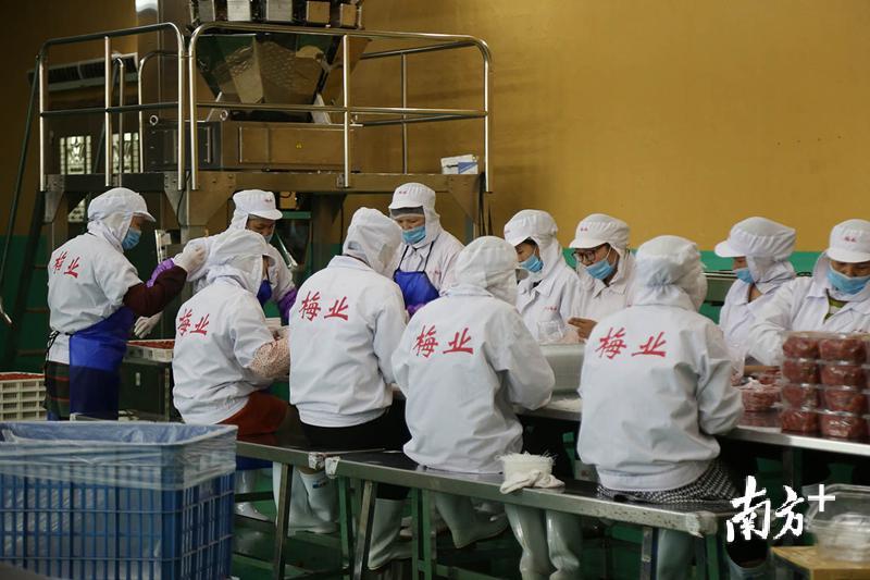 产业扶贫带动就业。 产业扶贫带动就业。