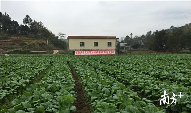 四联有机菜心种植示范基地 四联有机菜心种植示范基地