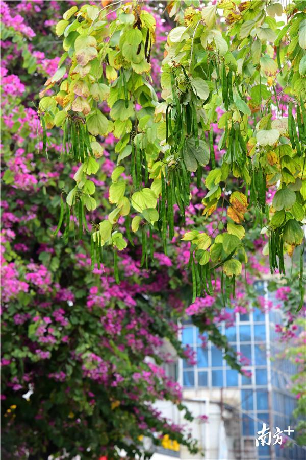 视频太美太高级我被惠州的紫荆花海圈粉了
