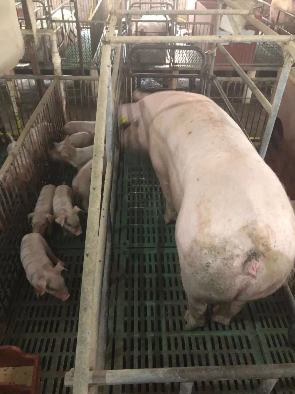 U8国际- U8国际官方网站- U8体育APP下载宁波大学母猪的产后护理