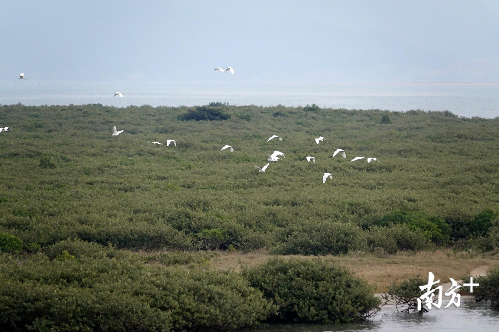 鸟欢草美万鸟飞翔广东首批十佳观鸟胜地名单出炉是冬天好去处