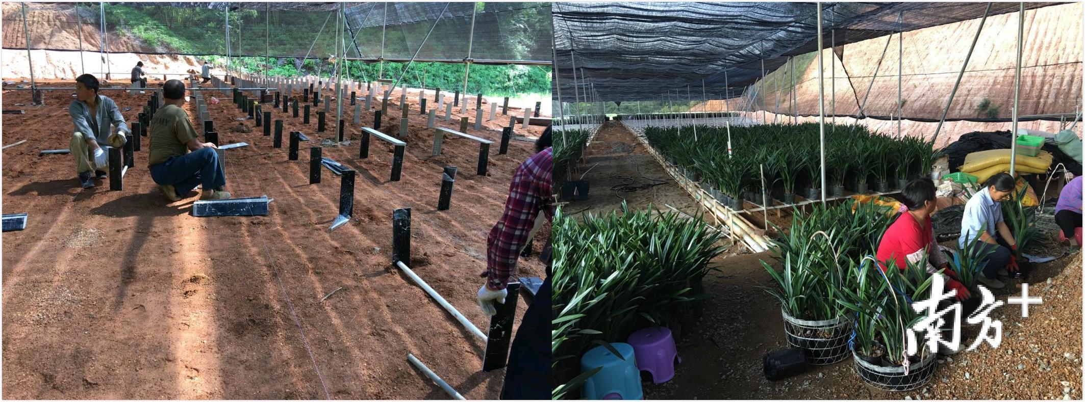 2016年筹建兰花种植扶贫产业基地(左);2018年兰花种植扶贫产业基地(右)。 2016年筹建兰花种植扶贫产业基地(左);2018年兰花种植扶贫产业基地(右)。