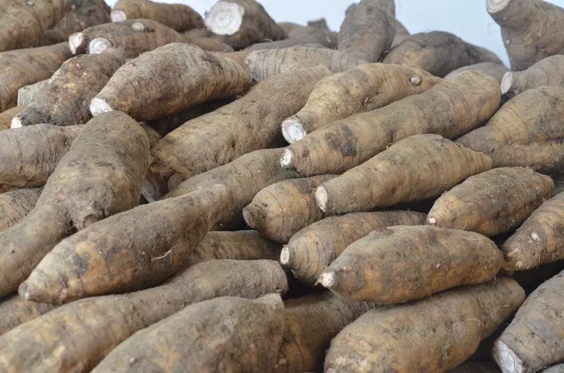 乡村新闻官佛冈播报16汤塘镇竹山村冯瑞锋下周二竹山粉葛节向你发出