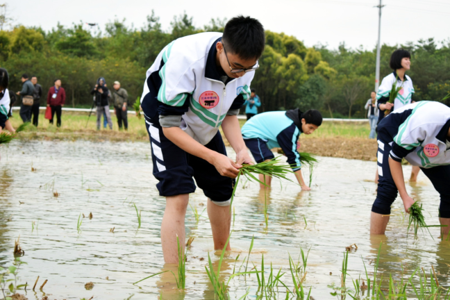 学生们亲身体验传统稻作,学习并了解水稻种植过程. 李周秦 摄
