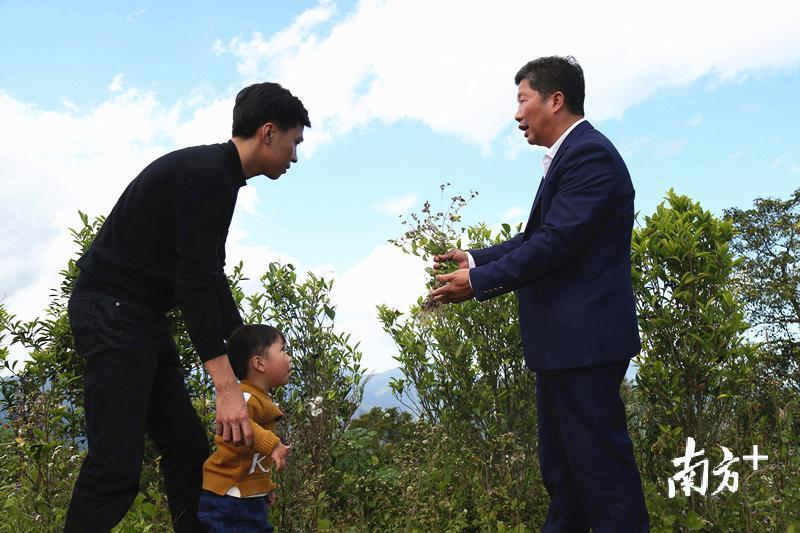 在岭头村朱湖顶山上，杨永成向儿子杨雪锋介绍藿香蓟等草可为茶园提供肥料并抑制虫害。