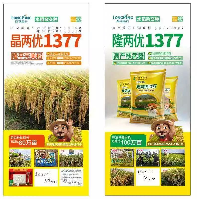 质量保证,金融支持!四川隆平种业隆,晶两优1377品种年销量增长50%以上