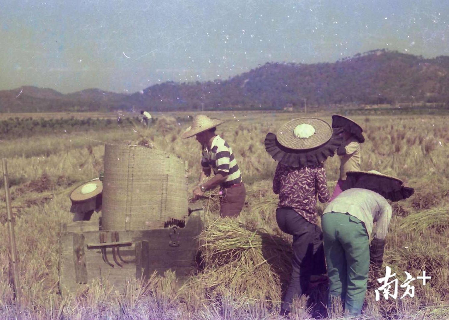 20世纪80年代，黄江农民正在田里收割水稻。杨石彪摄。